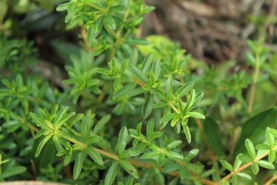 Peperomia galioides, photographed by Andrés Ramírez-Barrera
