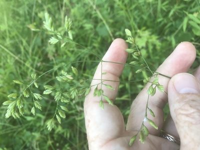 Festuca paradoxa, photographed by Alan Weakley