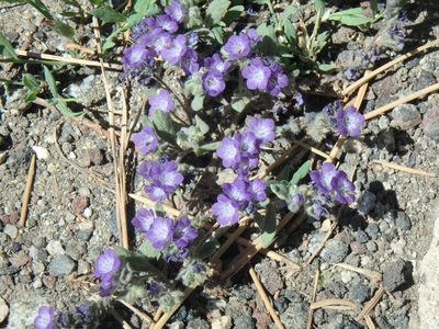 Phacelia curvipes, photographed by Tom and T Herman