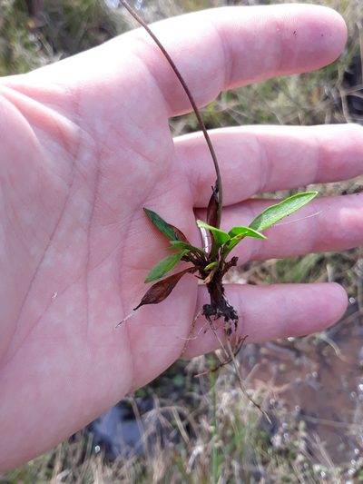 Helanthium bolivianum, photographed by Edson Luis Fabro Gasperin