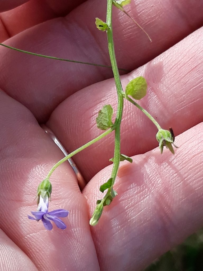 Lobelia aquatica, photographed by Edson Luis Fabro Gasperin