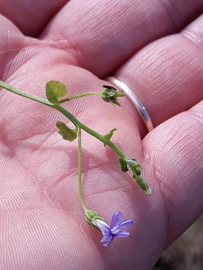 Lobelia aquatica, photographed by Edson Luis Fabro Gasperin