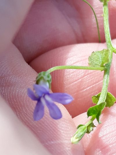 Lobelia aquatica, photographed by Edson Luis Fabro Gasperin