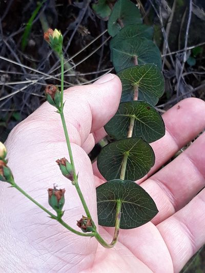 Hypericum connatum, photographed by Edson Luis Fabro Gasperin