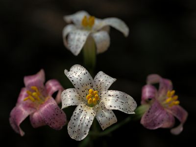 Lilium rubescens, photographed by dclump
