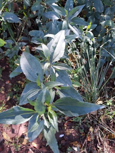 Baccharis vulneraria, photographed by Edson Luis Fabro Gasperin