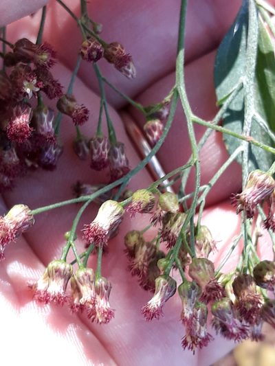 Baccharis vulneraria, photographed by Edson Luis Fabro Gasperin