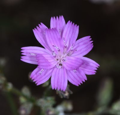 Stephanomeria elata, photographed by Don Loarie
