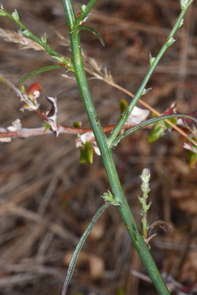 Stephanomeria elata, photographed by Don Loarie