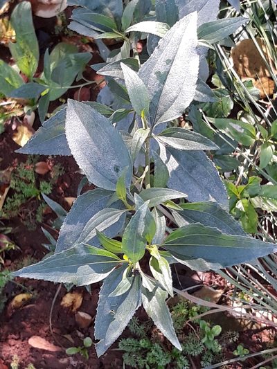 Baccharis vulneraria, photographed by Edson Luis Fabro Gasperin