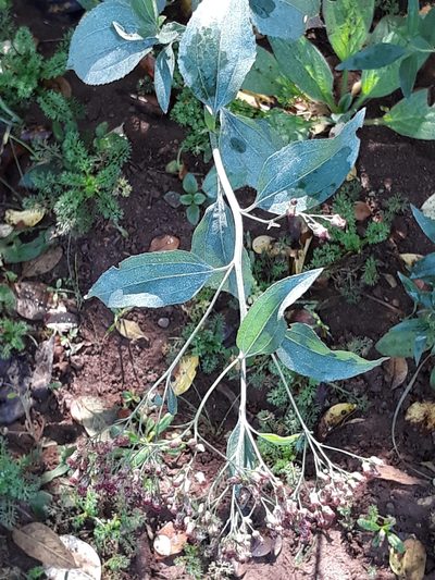 Baccharis vulneraria, photographed by Edson Luis Fabro Gasperin