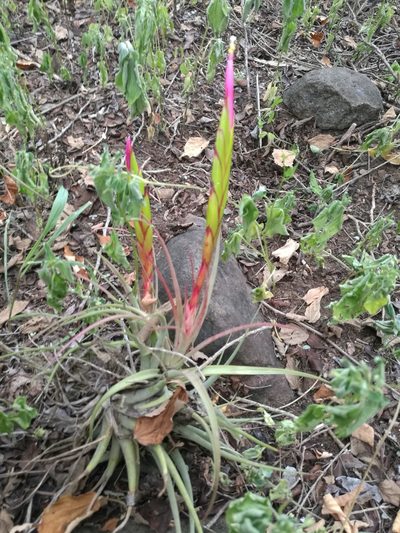 Tillandsia concolor, photographed by Juan Carlos Pérez Magaña