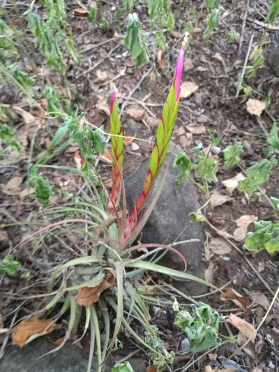 Tillandsia concolor, photographed by Juan Carlos Pérez Magaña