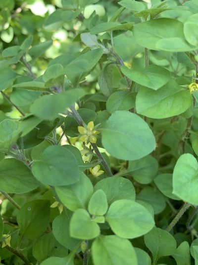 Lysimachia japonica, photographed by Healthy Yards