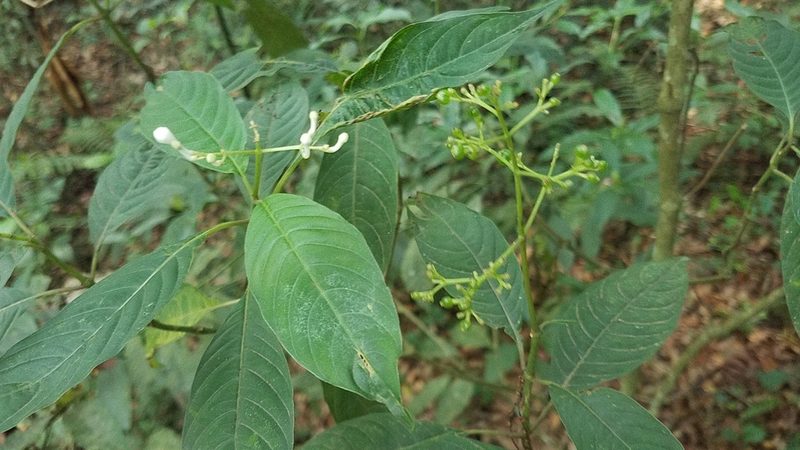 Palicourea galeottiana, photographed by Alan Rockefeller