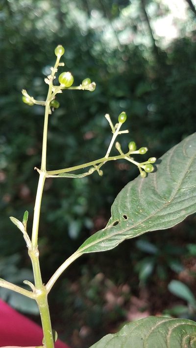 Palicourea galeottiana, photographed by Alan Rockefeller