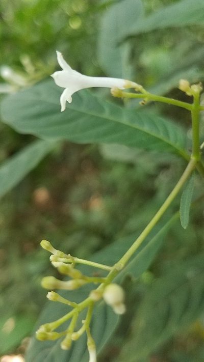 Palicourea galeottiana, photographed by Alan Rockefeller