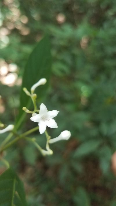 Palicourea galeottiana, photographed by Alan Rockefeller