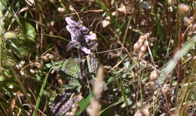 Stachys rigida, photographed by Karen and Mike