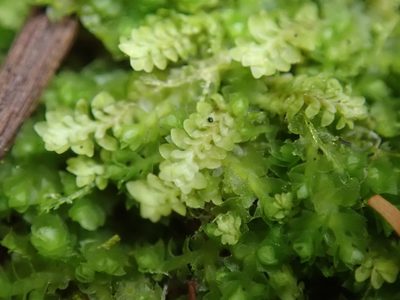 Diplophyllum taxifolium, photographed by Randal