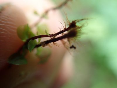 Rhizomnium magnifolium, photographed by Randal