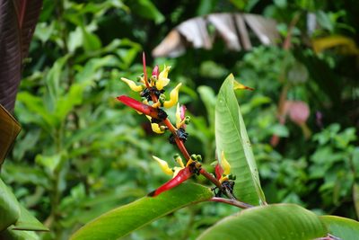 Heliconia schumanniana, photographed by Zoltán Stekkelpak