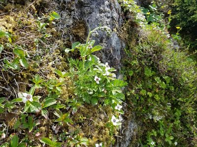 Artemisia norvegica, photographed by Matt Muir