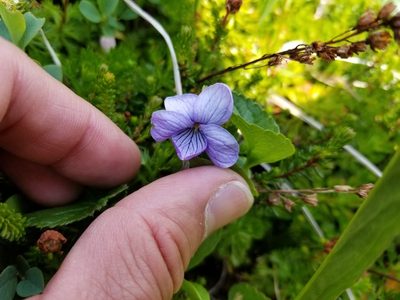 Viola langsdorffii, photographed by Matt Muir