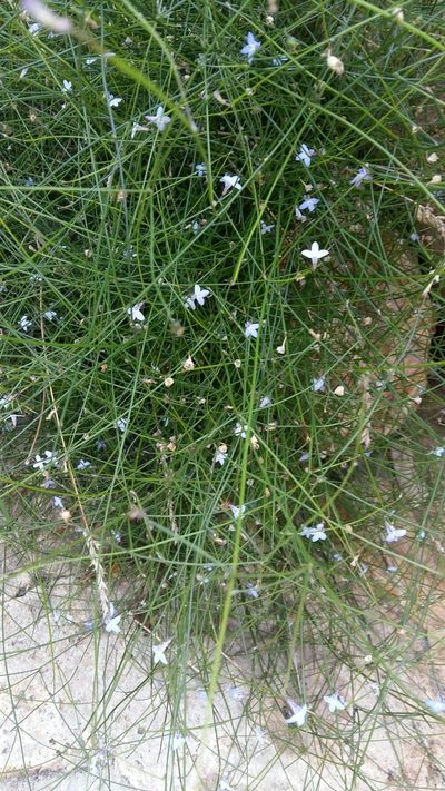 Lobelia patula, photographed by Karen Eichholz