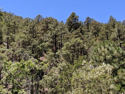 Pinus engelmannii, photographed by Ken-ichi Ueda