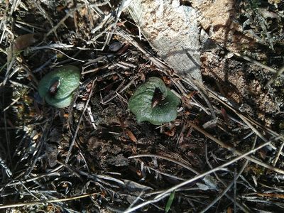 Corybas undulatus, photographed by Tony van Kampen