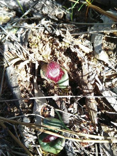 Corybas undulatus, photographed by Tony van Kampen