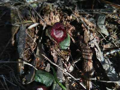 Corybas undulatus, photographed by Tony van Kampen