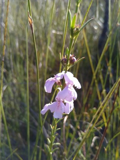 Westringia tenuicaulis, photographed by Tony van Kampen