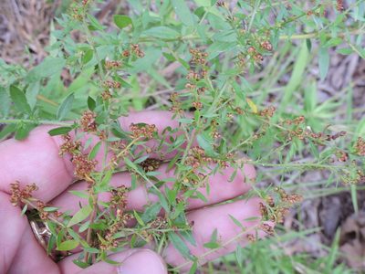 Lechea mucronata, photographed by Sam Kieschnick