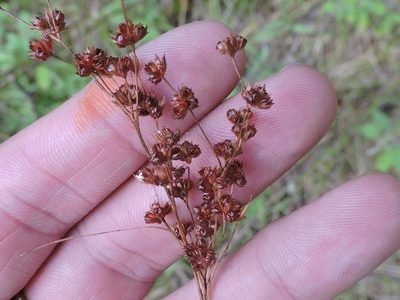 Juncus marginatus, photographed by Sam Kieschnick