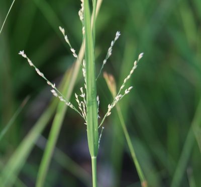Panicum repens, photographed by Lauren McLaurin