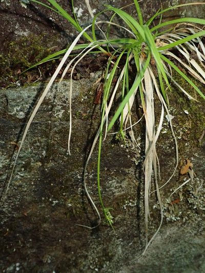 Carex deflexa, photographed by Rob Foster