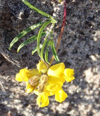 Rhynchosia ferulifolia, photographed by Nicola van Berkel