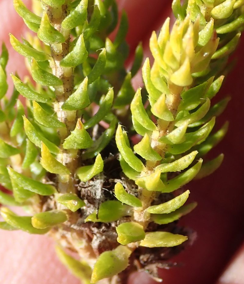Agathosma scaberula, photographed by Nicola van Berkel