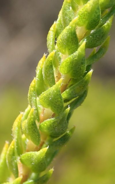 Agathosma scaberula, photographed by Nicola van Berkel