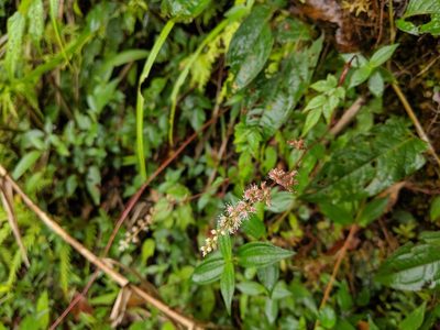 Astilbe longicarpa, photographed by Cheng-Te Hsu