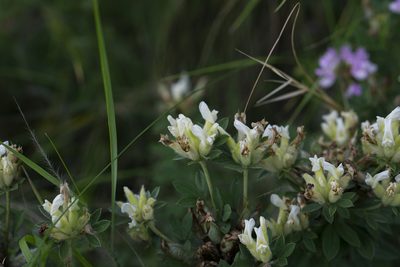 Chamaecytisus albus, photographed by Conrad Altmann
