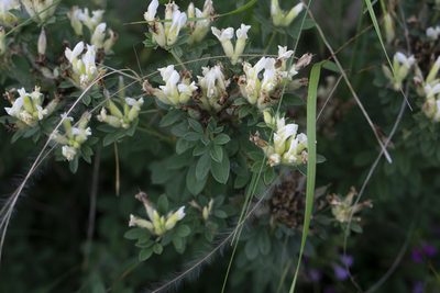 Chamaecytisus albus, photographed by Conrad Altmann