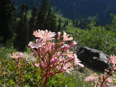 Lewisia cotyledon, photographed by tomhilton