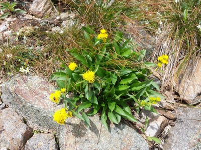 Solidago leiocarpa, photographed by John Brew