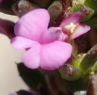 Muraltia depressa, photographed by Nicola van Berkel