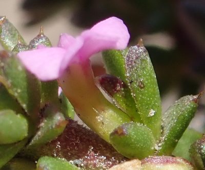 Muraltia depressa, photographed by Nicola van Berkel