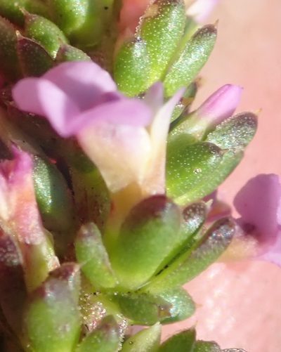 Muraltia depressa, photographed by Nicola van Berkel