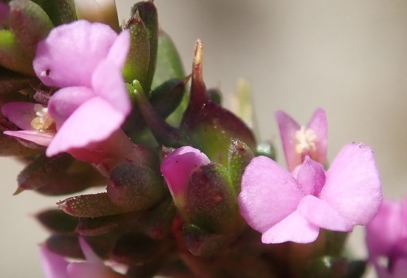 Muraltia depressa, photographed by Nicola van Berkel